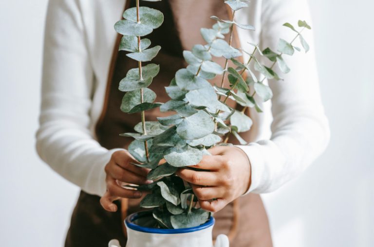 What is Home Staging and How Can It Benefit Renovators?